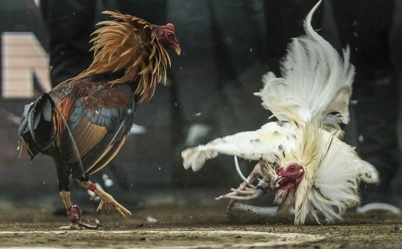 Cách xác định thắng thua khi tham gia trải nghiệm gà cựa sắt