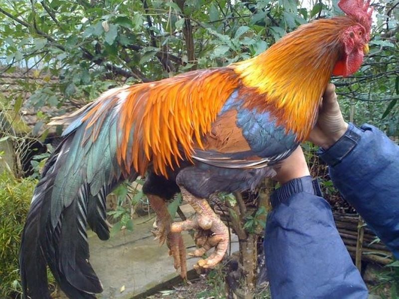 Giai đoạn nuôi gà từ 1 ngày tới 4 tuần người nuôi cần lưu ý