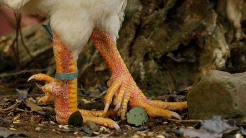 Không có thông tin chính xác nguồn gốc gà chín cựa 