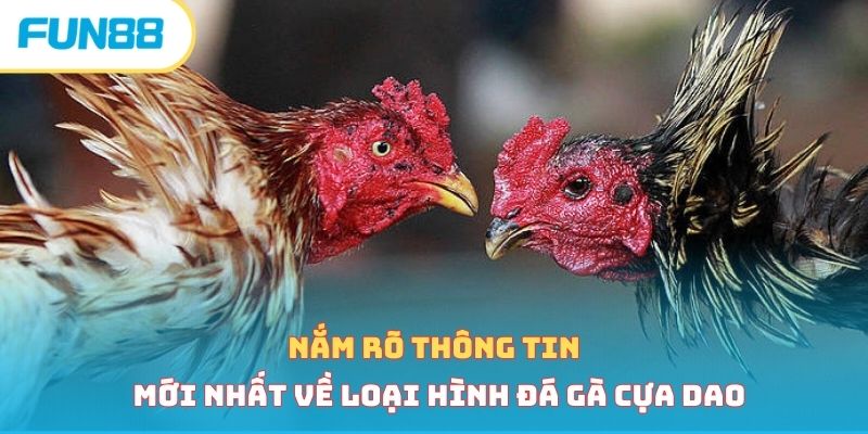 Nắm rõ thông tin mới nhất về loại hình đá gà cựa dao 