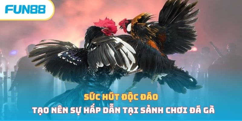 Sức hút độc đáo tạo nên sự hấp dẫn tại sảnh chơi đá gà 