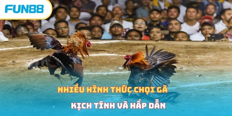 Nhiều hình thức chọi gà kịch tính và hấp dẫn