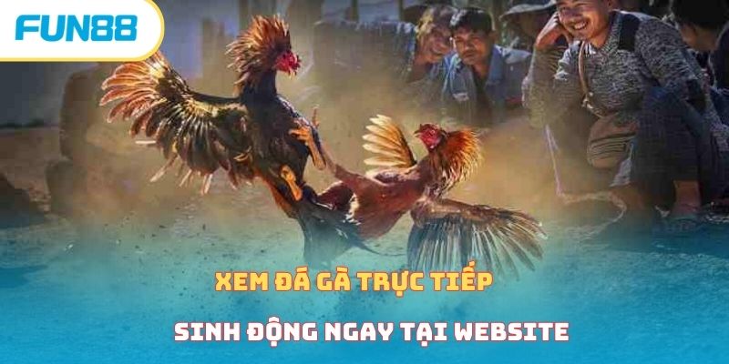 Xem đá gà trực tiếp sinh động ngay tại website