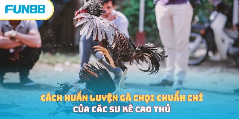 Cách huấn luyện gà chọi chuẩn chỉ của các sư kê cao thủ