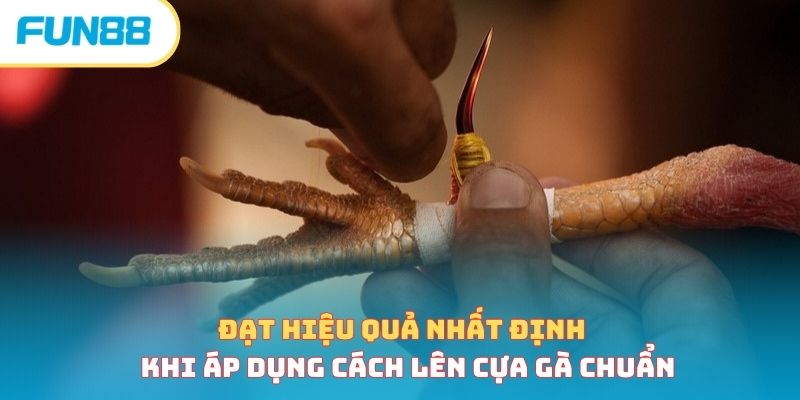 Đạt hiệu quả nhất định khi áp dụng cách lên cựa gà chuẩn 