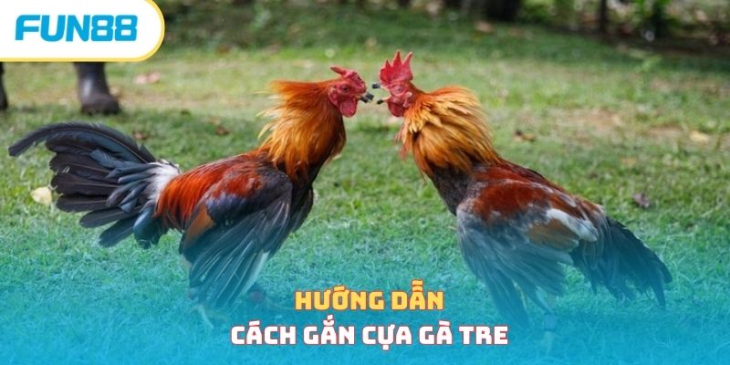Hướng dẫn cách gắn cựa gà tre 