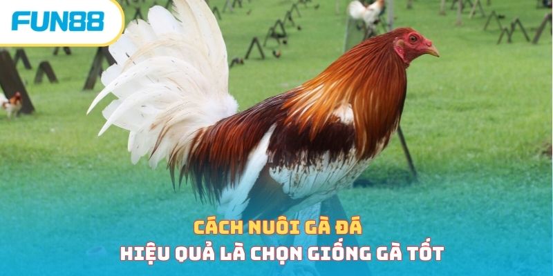 Cách nuôi gà đá hiệu quả là chọn giống gà tốt 