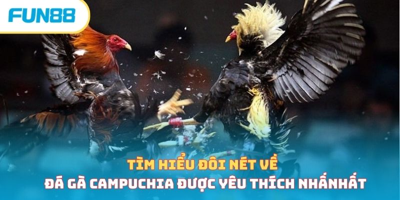 Tìm hiểu đôi nét về đá gà Campuchia được yêu thích nhất