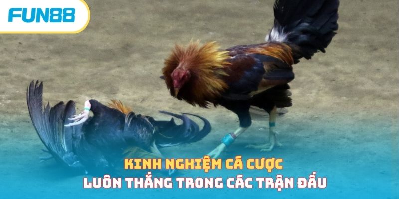 Kinh nghiệm cá cược luôn thắng trong các trận đấu