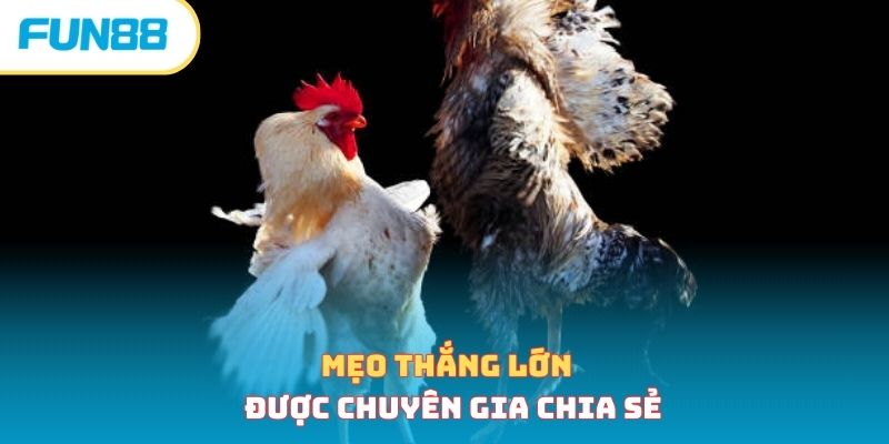 Mẹo thắng lớn được chuyên gia chia sẻ 