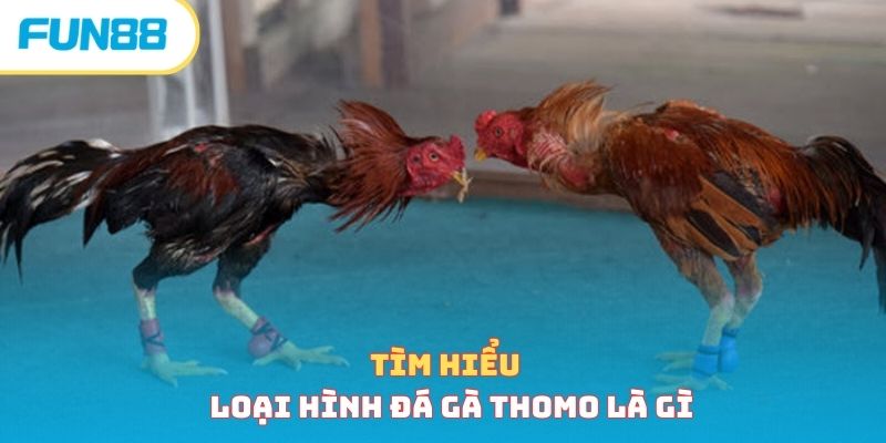 Tìm hiểu loại hình đá gà thomo là gì 