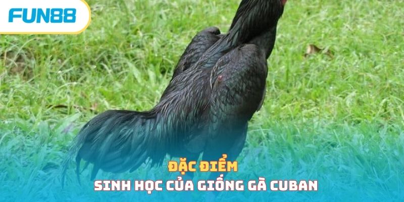 Đặc điểm sinh học của giống gà Cuban 