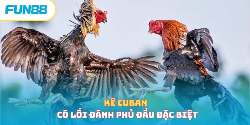 Kê Cuban có lối đánh phủ đầu đặc biệt 