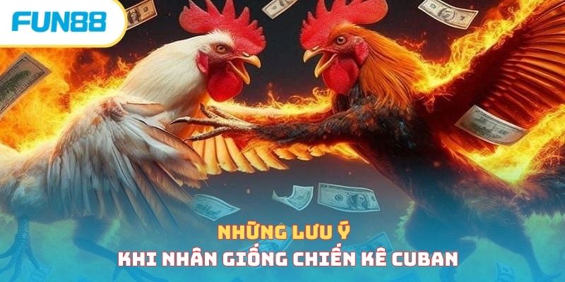 Những lưu ý khi nhân giống chiến kê Cuban 
