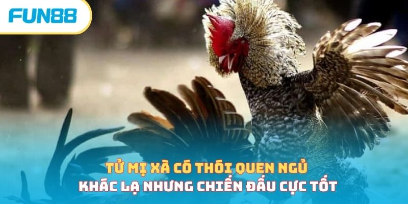 Tử mị xà có thói quen ngủ khác lạ nhưng chiến đấu cực tốt