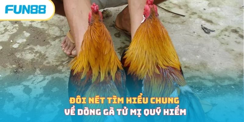 Đôi nét tìm hiểu chung về dòng gà tử mị quý hiếm