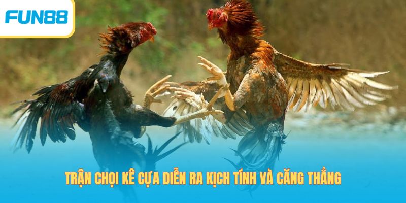 Trận chọi kê cựa diễn ra kịch tính và căng thẳng