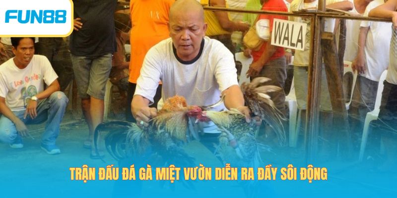 Trận đấu đá gà miệt vườn diễn ra đầy sôi động