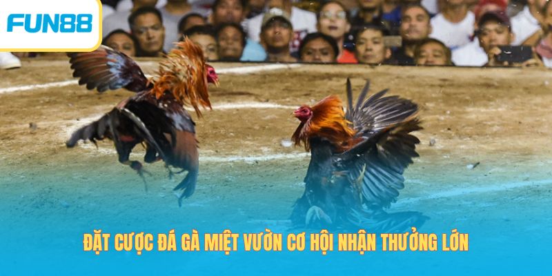 Đặt cược đá gà miệt vườn cơ hội nhận thưởng lớn